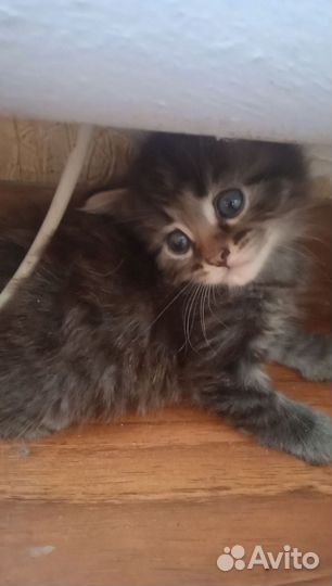 Котята в добрые руки. 2 мальчика и 2 девочки