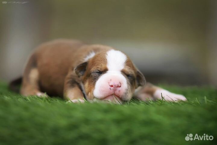 Щенки амстаффа