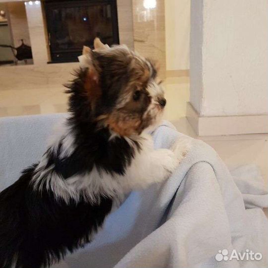 Девочки и Бивер Мальчики