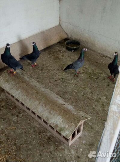 Голуби драконы карьеры и перьмики