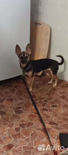 Чихуахуа мини девочка полгода