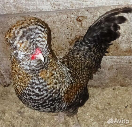 Цыплята падуаны