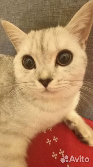 Британский котенок