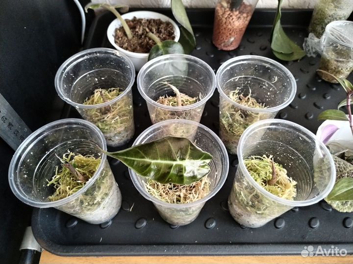 Алоказия Полли детки