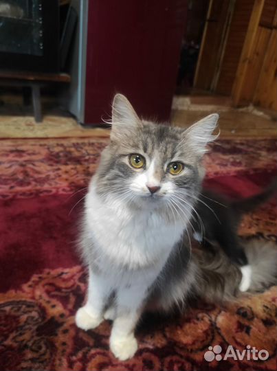 Котёнок в дар