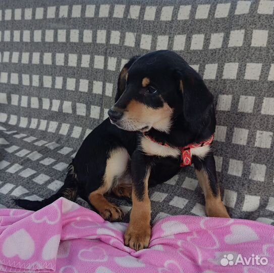 Мари - щеночек от небольшой собачки ищет дом