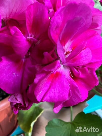 Пеларгония BY-Пурпурная леди цветущая