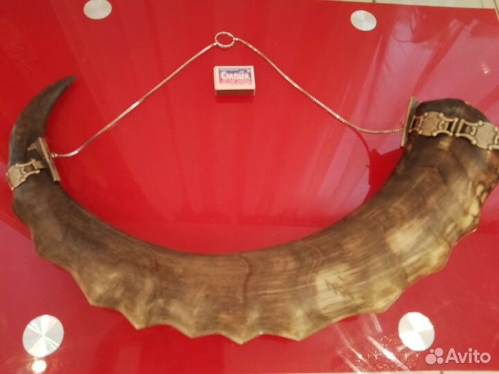 Рог кавказского тура