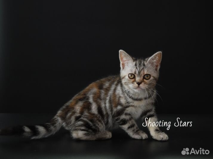 Американская короткошерстная кошка