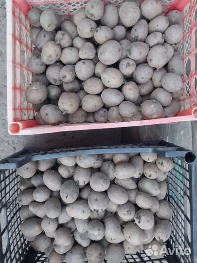 Семенной картофель