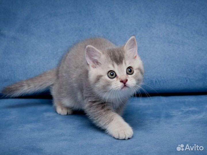 Британские котята