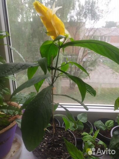 Пахистахис