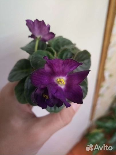 Фиалка мини, 100