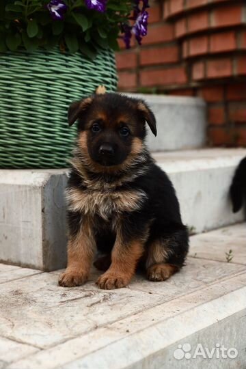 Щенки немецкой овчарки