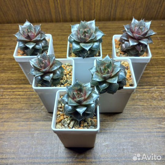 Суккулент Эхеверия Пурпузорум или Багряная