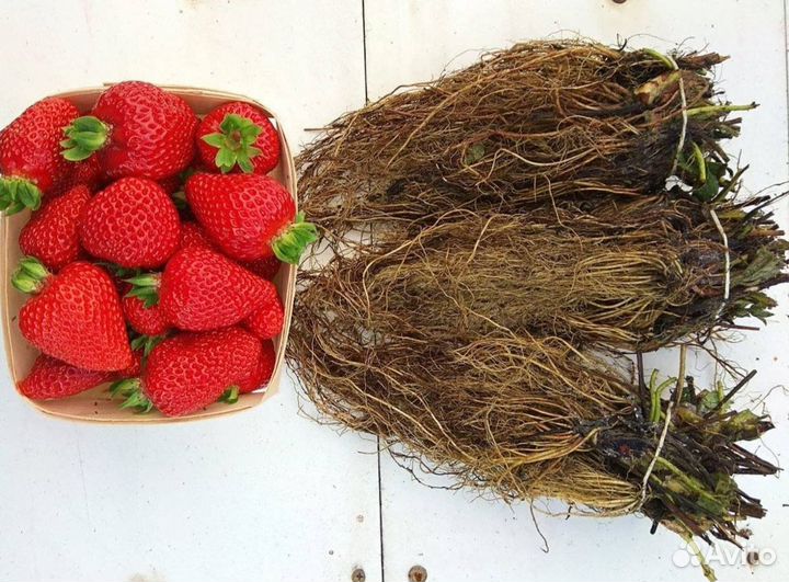 Рассада ремонтантной клубники