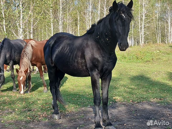 Продам жеребца
