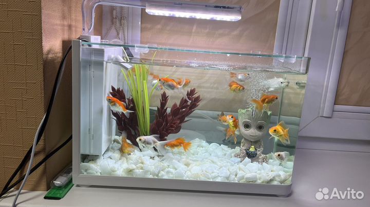 Позеленел аквариум. Обслуживание, чистка аквариума