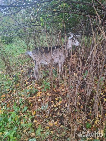 Коза дойная молочная с козлятами