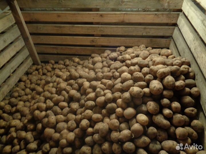 Едовой картофель адретта