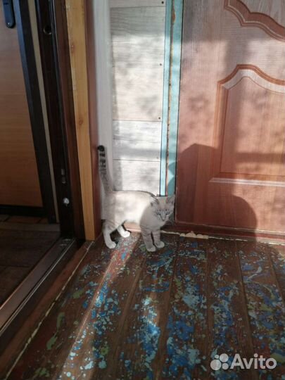 Кошка в дар бесплатно