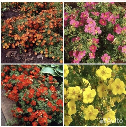 Многолетние растения, цветы