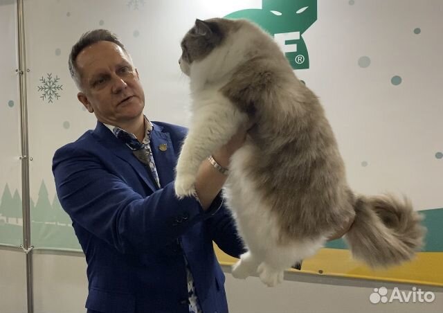 Услуги котика