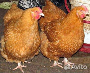 Фокси чик бройлер несушка цыплята, инкубац. яйцо