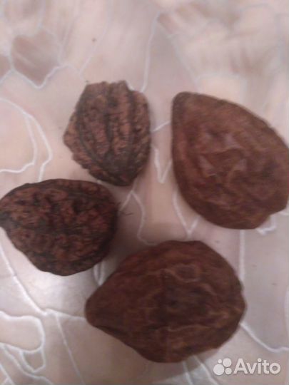 Маньчжурский орех