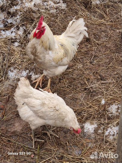 Петухи молодые
