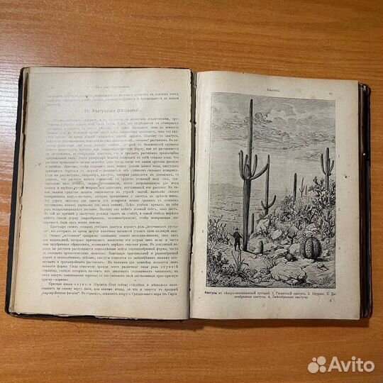 Антикварные книги: Очерки из жизни растений