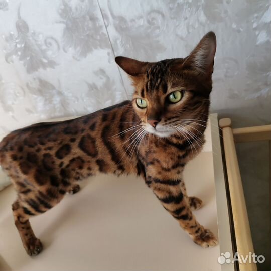 Бенгальская кошка бесплатно
