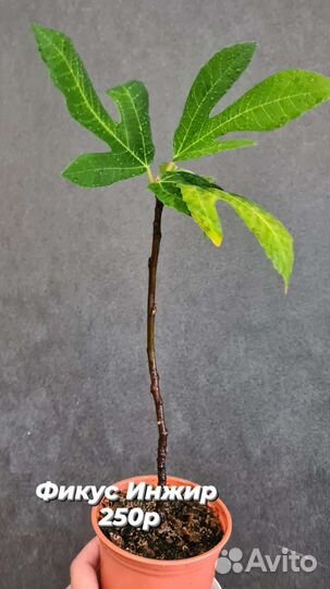 Фикус инжир