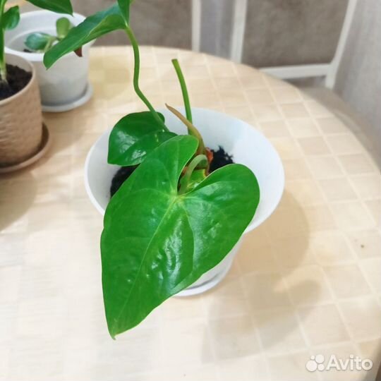 Комнатные цветы