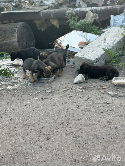 Собаки щенки бесплатно в добрые руки