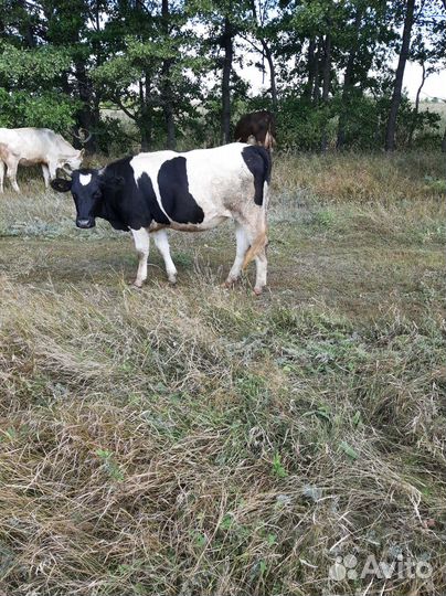 Коровы телка