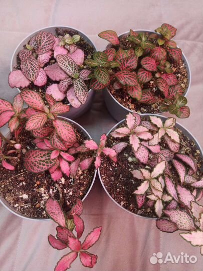 Фиттония на срез