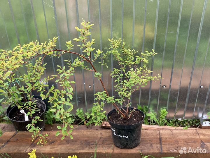 Многолетние растения для сада в наличие