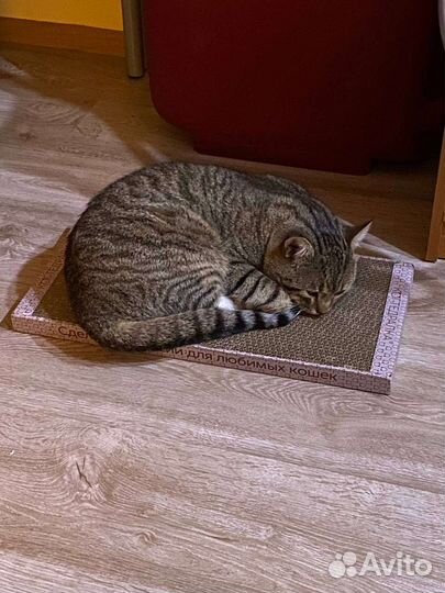 Кошка в дар бесплатно