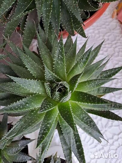 Алоэ остистое, комнатные цветы