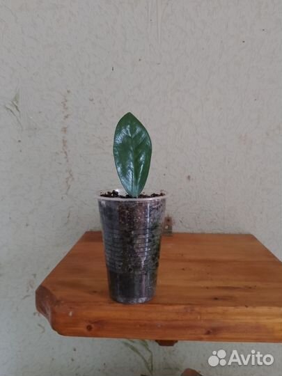 Замиокулькас