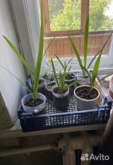 Финиковая пальма