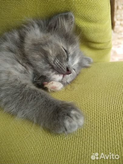 Кошечка в добрые руки