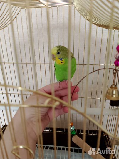 Волнистый попугай