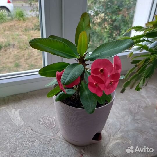 Эуфорбия миля молочай