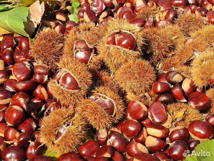 Каштан посевной (съедобный) два сорта