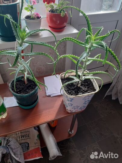 Алоэ лечебный,Алоэ Вера