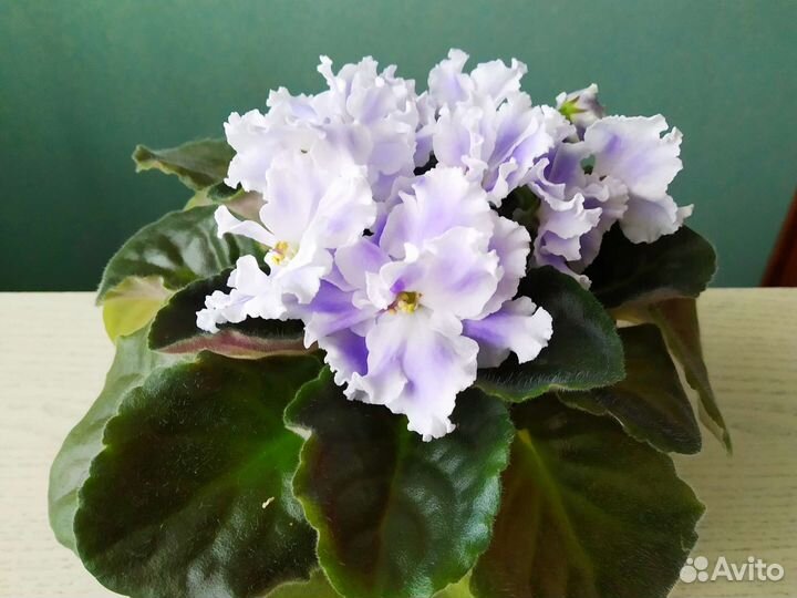 Фиалка сортовая цветущая 