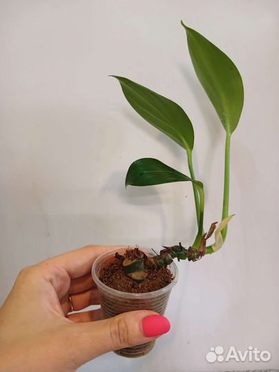 Рафидофора декурсива