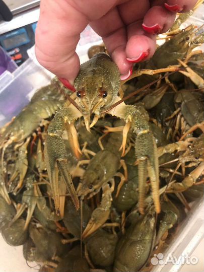 Раки живые